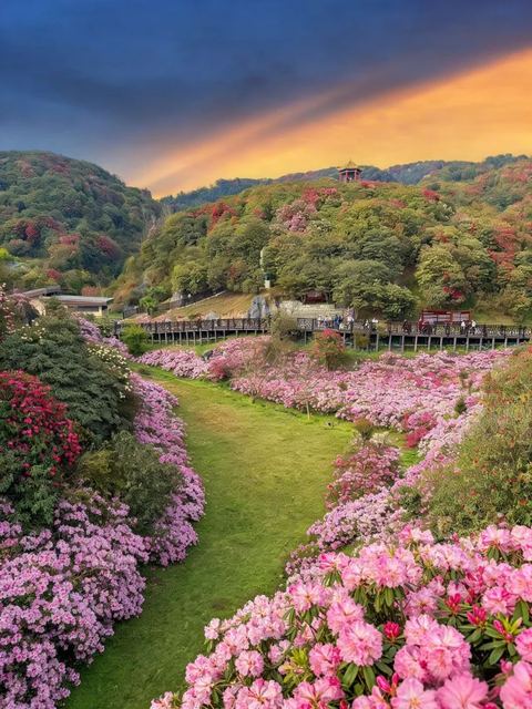 สวนโรโดเดนดรอนไบ่หลี่ ภาพที่ 2