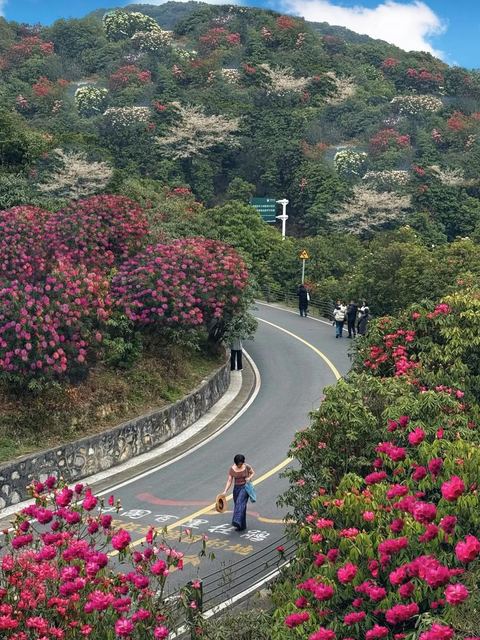 สวนโรโดเดนดรอนไบ่หลี่ ภาพที่ 3