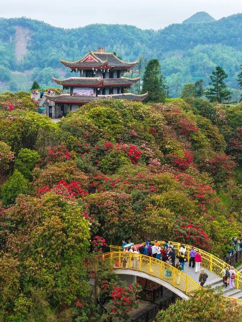 สวนโรโดเดนดรอนไบ่หลี่ ภาพที่ 10