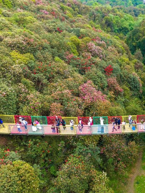 สวนโรโดเดนดรอนไบ่หลี่ ภาพที่ 11