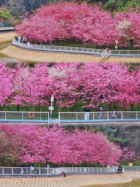 เมืองซากุระคุนหมิง ภาพที่ 11
