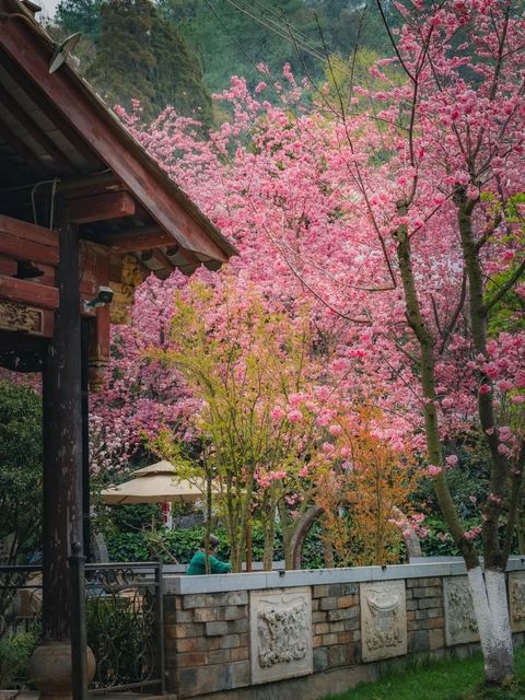 เมืองซากุระคุนหมิง ภาพที่ 21