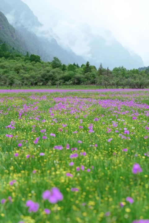 ทุ่งเหรินเซินกั่วผิง ภาพที่ 5