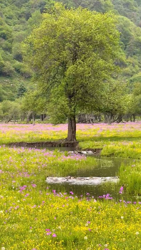 ทุ่งเหรินเซินกั่วผิง ภาพที่ 11